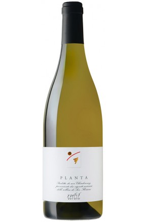 Venezia Giulia bianco IGT Planta chardonnay di Tercic